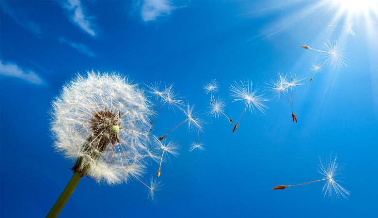 Foto: Nahaufnahme eines Löwenzahnes mit davonfliegenden Blüten.